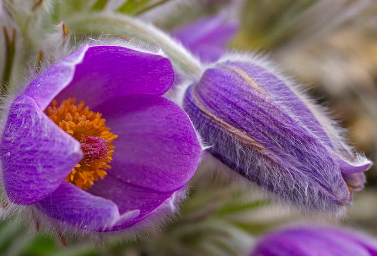 #26. Pasque flowers